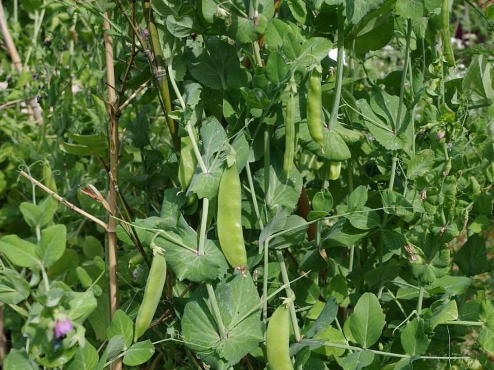 �����, ������ � ������: �������� ��������� ��������� � �������� �������