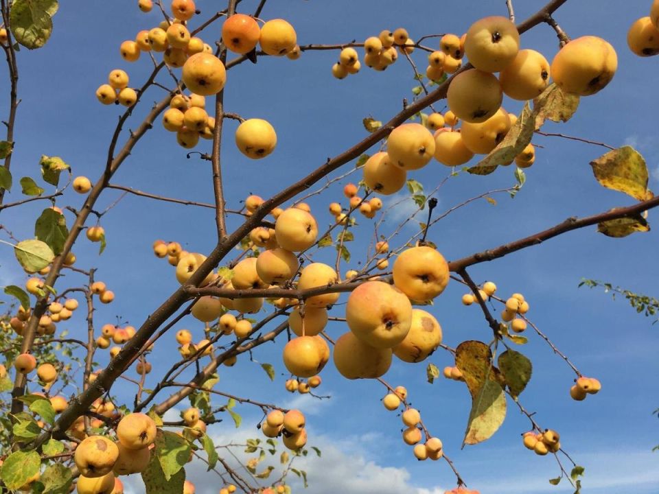 ��� ��������� ������ �� ��������: ������ ��� ���������