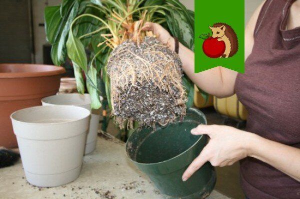 ��������� ��������� �������� �����: ��� �������� ������