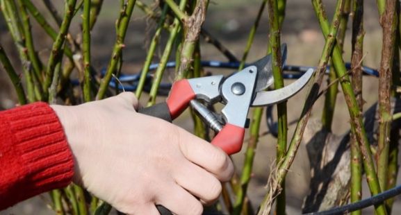 Как из 12 черенков получилось 53 розы: простой осенний лайфхак с песком