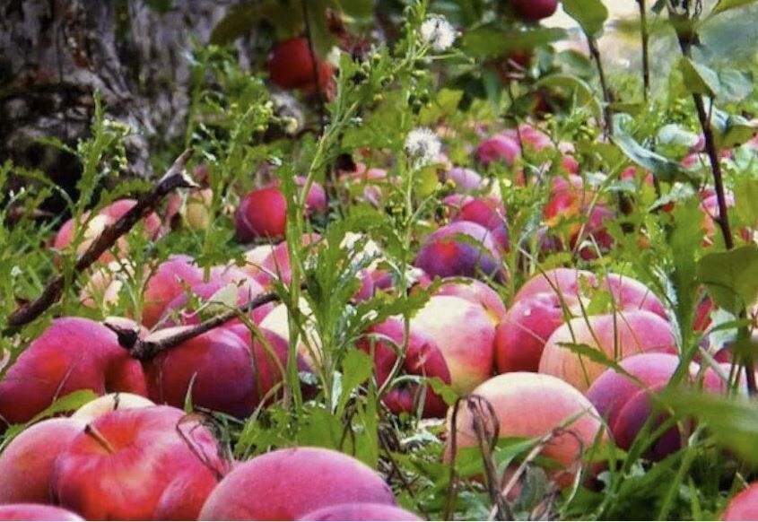 Почему ваши яблоки осыпаются раньше времени? Узнайте 5 шокирующих причин!