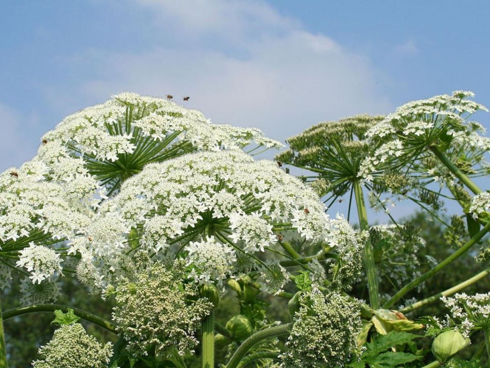 ������� ������ �� ������ �������� ����������� ���������� �����