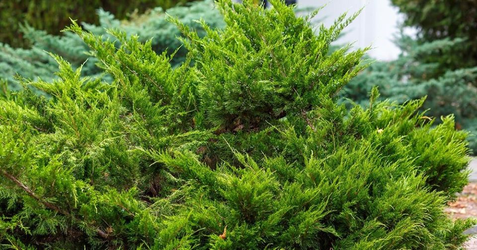 Тайны можжевельника: великолепные сорта для вашего сада