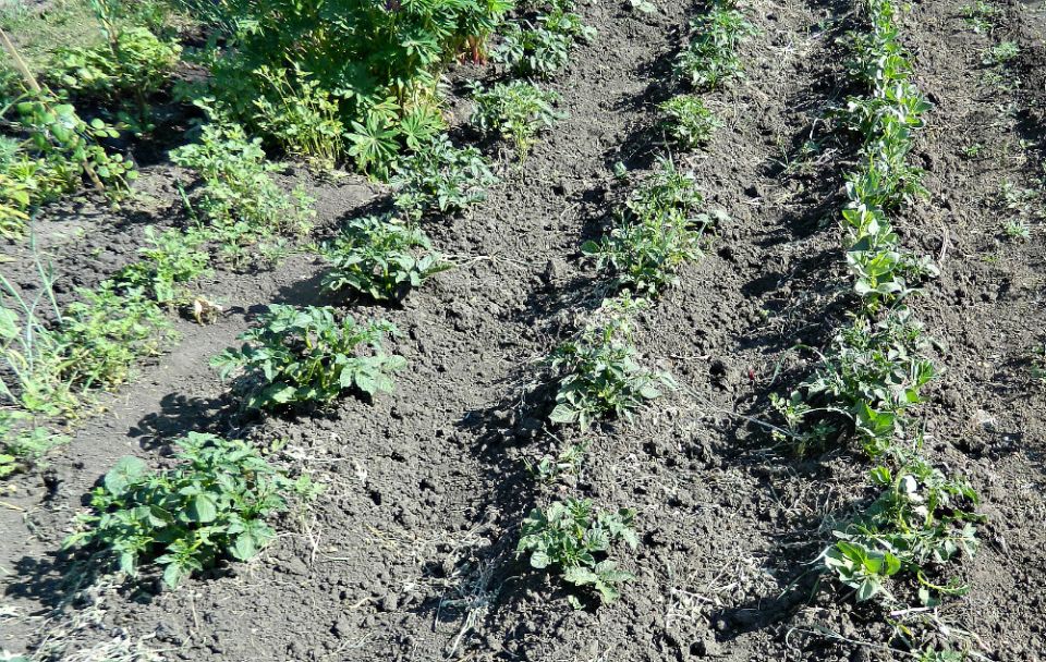 ��� ��������� ����������� ����� ��� ������� ���������: ������� ��������� ������