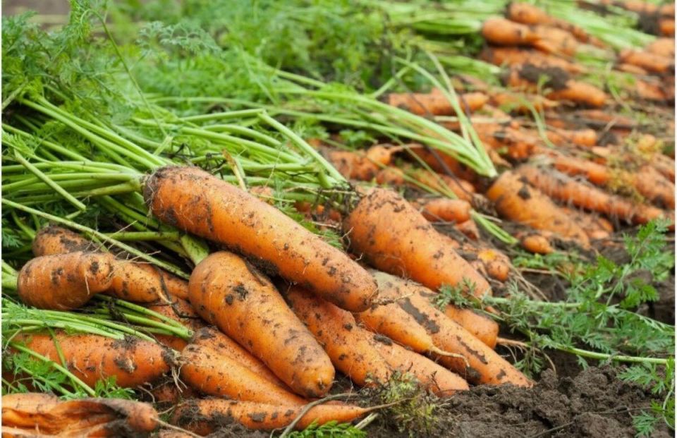 ��� ��������� ��������� �������: ������� �������� ����������