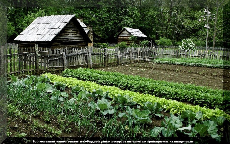 Самые распространенные вопросы начинающих садоводов: разбор ошибок и решение проблем