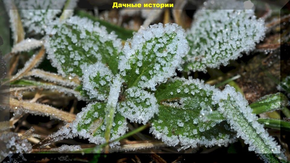 Как помочь растениям пережить заморозки: секреты использования янтарной кислоты