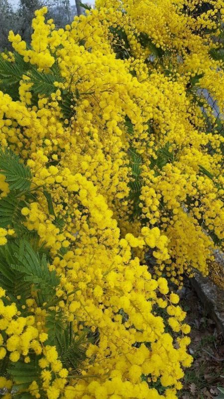 Мимоза: очарование золотистых шариков и секреты их выращивания
