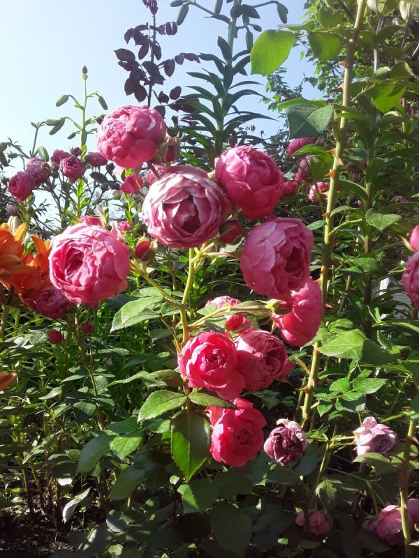 ������� ��������� ����: ��� ���������� �������� � ��������� �� ��������