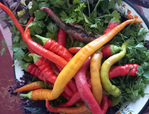 Как спасти растения от фитофтороза: эффективные советы для огородников