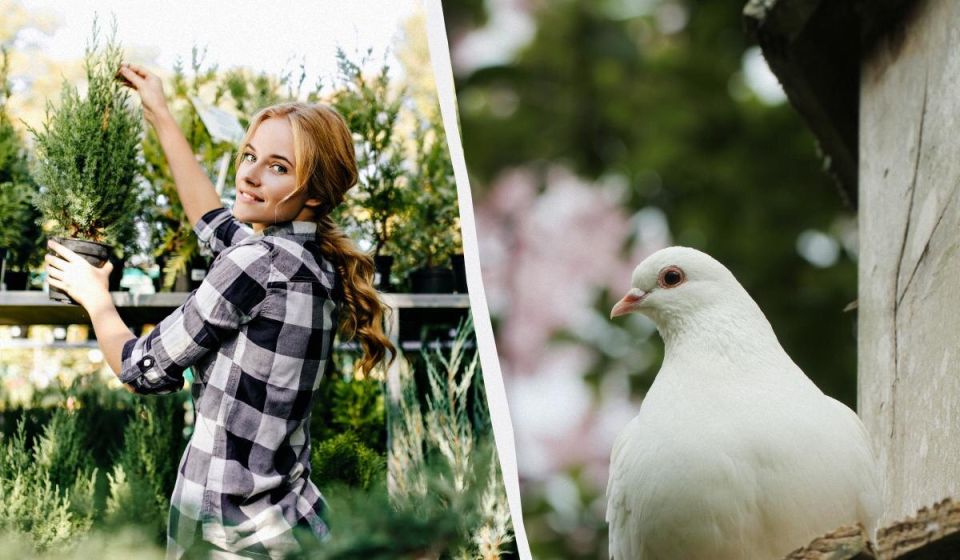 Как отпугнуть голубей с вашего огорода: секретные растения