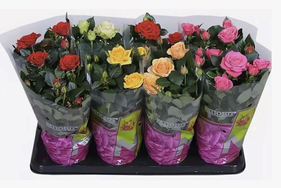 Можно ли высаживать горшечные розы в открытый грунт и оставлять их на зиму?