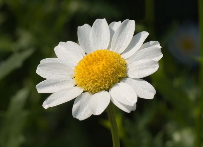 Лекарственные растения для подзимнего посева: секреты успешного урожая