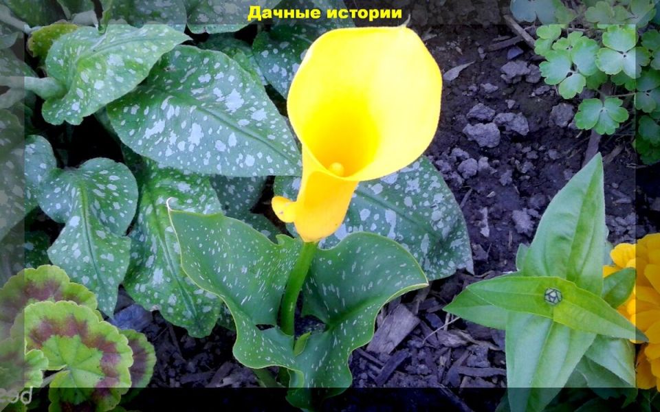 Как добиться пышного цветения калл: секреты ухода для начинающих