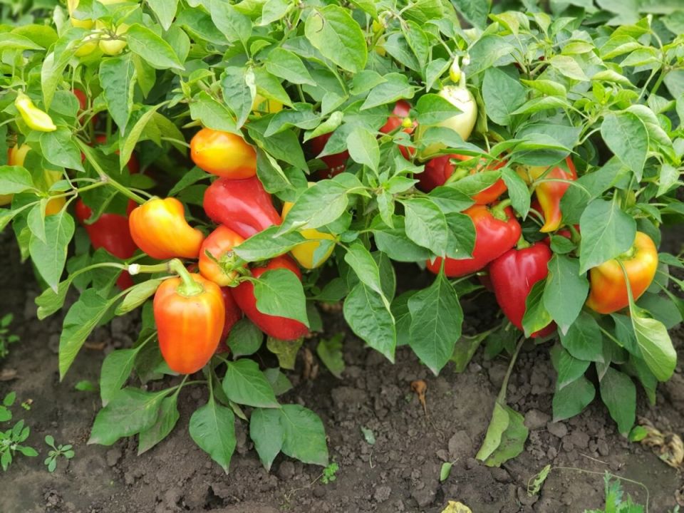 ������� �����, ������� ������ � �����������: ����������� � ������ ������